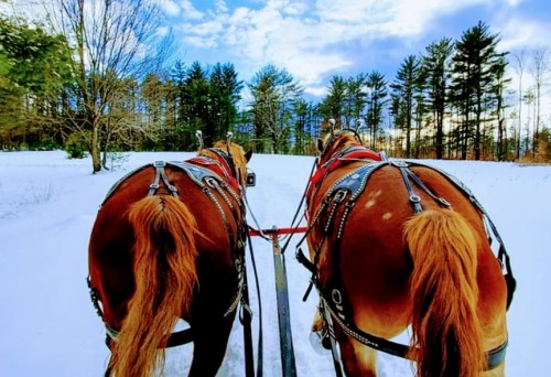 Two horses in harness stand in the snow, facing a snowy landscape with trees and a blue sky in the background.
