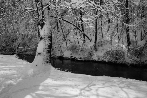 A snowy landscape with a tree beside a dark stream, surrounded by snow-covered trees and a serene winter atmosphere.