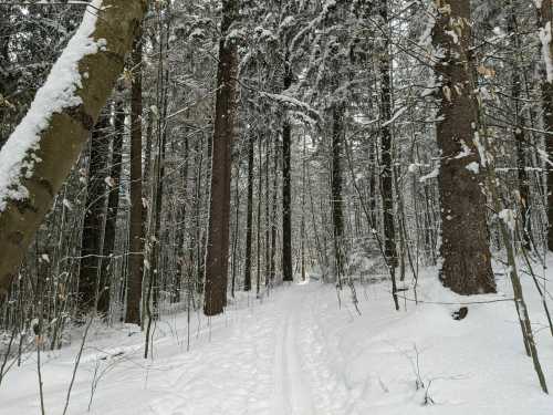 A snowy forest path surrounded by tall trees, with fresh snow covering the ground and branches.