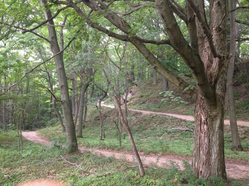 A winding dirt path through a lush green forest with tall trees and dense foliage.