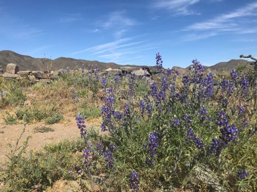 A field of purple wildflowers in a desert landscape, with mountains and a blue sky in the background.
