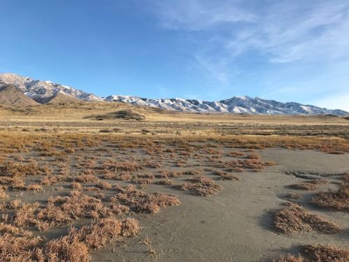 A vast landscape featuring dry grass and sandy terrain, with snow-capped mountains in the background under a clear blue sky.
