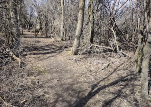 A narrow dirt path winding through a sparse, leafless forest with bare trees and scattered twigs on the ground.