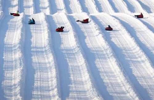 A snowy hill with several people sledding down in red tubes, creating tracks in the fresh snow.