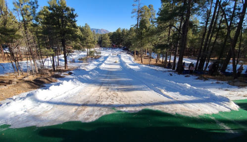 A snowy path through a forest, with green turf on the sides and trees in the background under a clear blue sky.