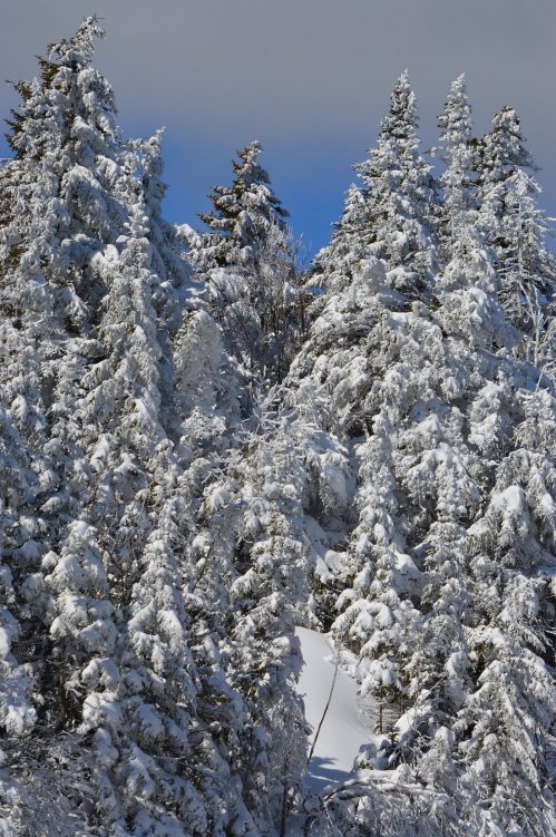 Snow-covered evergreen trees under a clear blue sky, creating a serene winter landscape.
