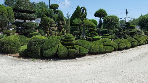 A landscaped garden featuring intricately shaped green bushes and trees along a gravel path.