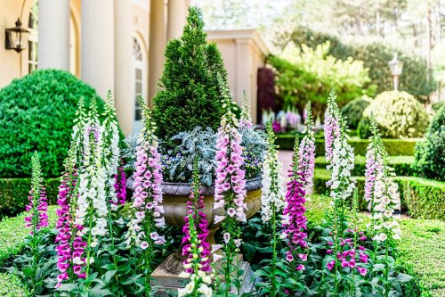 A vibrant garden featuring tall pink and white foxglove flowers surrounding a decorative stone planter and lush greenery.