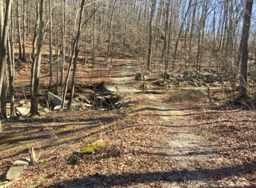 A winding dirt path through a bare forest with leaf-covered ground and scattered rocks.