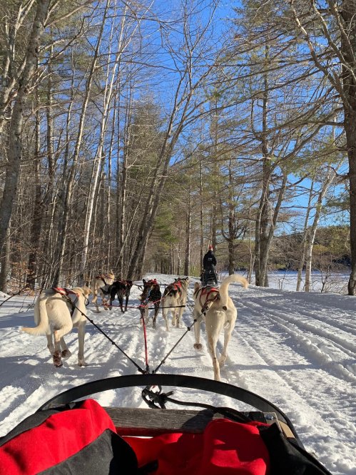 A dog sled team pulls a sled through a snowy forest, with trees lining the path under a clear blue sky.
