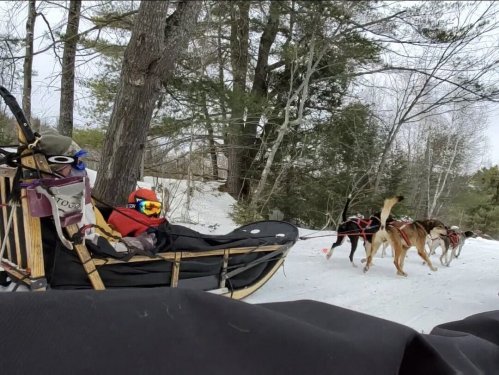 A dog sled team pulls a sled through a snowy forest, with trees in the background and a person seated in the sled.