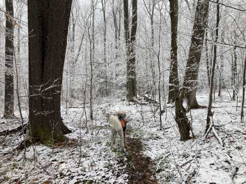 A dog stands on a snowy forest path, surrounded by trees blanketed in fresh snow.