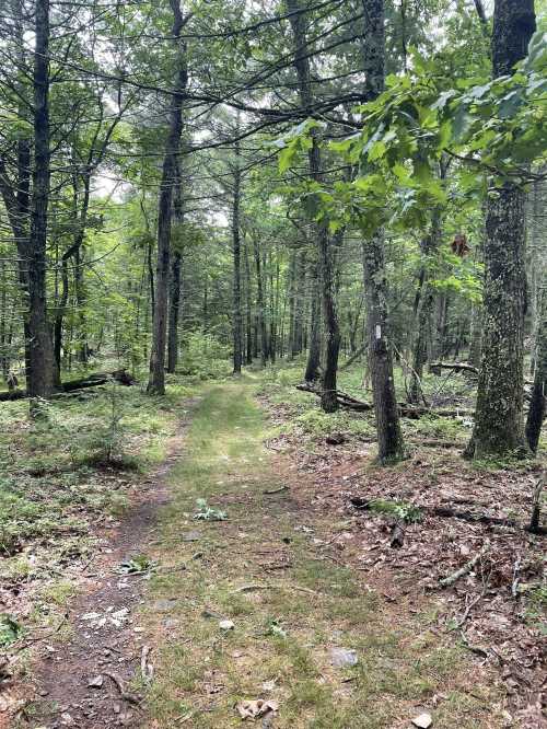 A narrow, winding path through a lush green forest with tall trees and scattered underbrush.