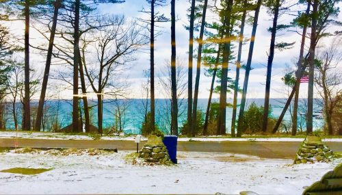 A serene winter landscape featuring a snowy foreground, tall trees, and a view of the ocean under a cloudy sky.