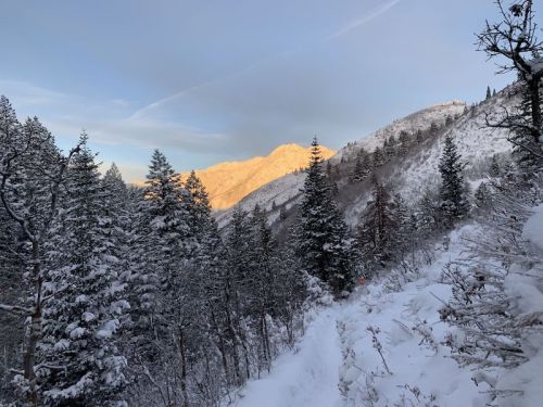 A snowy mountain trail surrounded by evergreen trees, with sunlight illuminating the peaks in the distance.