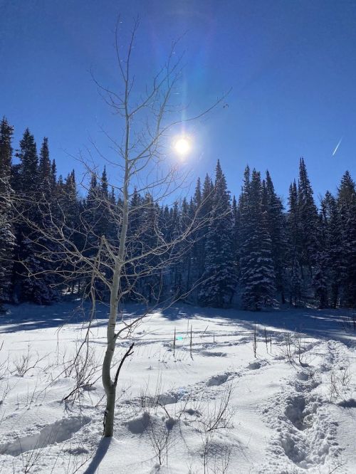 A bare tree stands in a snowy landscape under a bright sun, surrounded by tall evergreen trees.