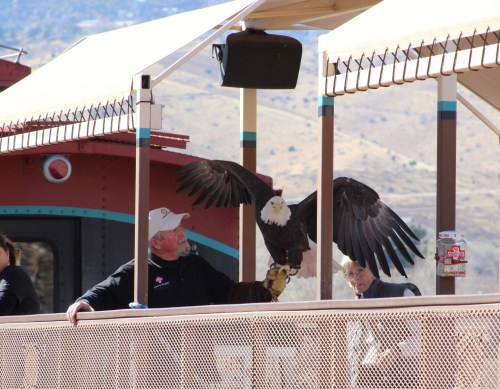 A man holds a bald eagle on his arm while another person watches, under a shaded structure with mountains in the background.