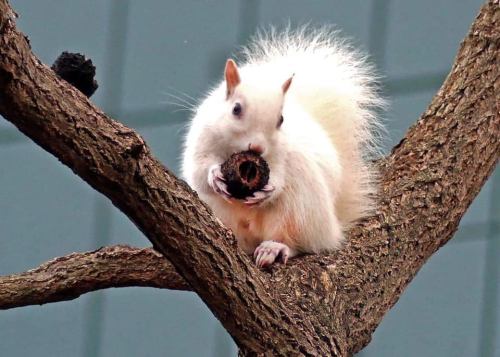 A white squirrel sits on a tree branch, holding a pine cone in its paws.