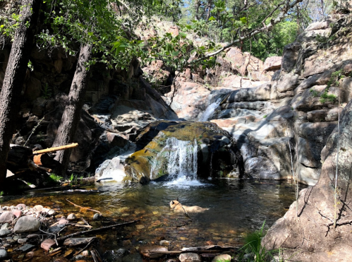 A serene forest scene featuring a small waterfall cascading into a clear pool surrounded by rocks and greenery.