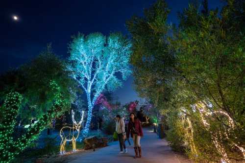 Two people walk along a path surrounded by colorful holiday lights and illuminated trees at night.