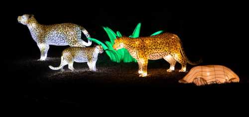 Illuminated animal sculptures of leopards and a cub, surrounded by green foliage, against a dark background.