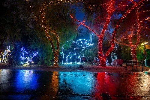 A colorful display of holiday lights featuring an elephant and birds, reflecting on a wet surface at night.