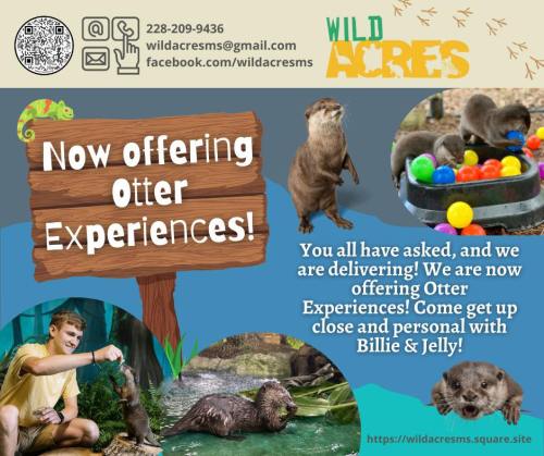Promotional image for Wild Acres offering otter experiences with a child and otters playing with colorful balls.