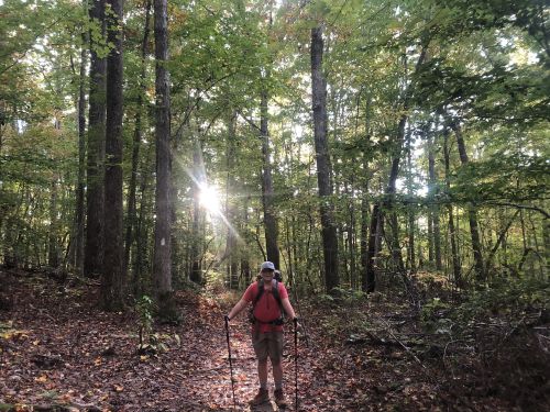 A hiker with trekking poles stands on a forest trail, surrounded by tall trees and dappled sunlight.