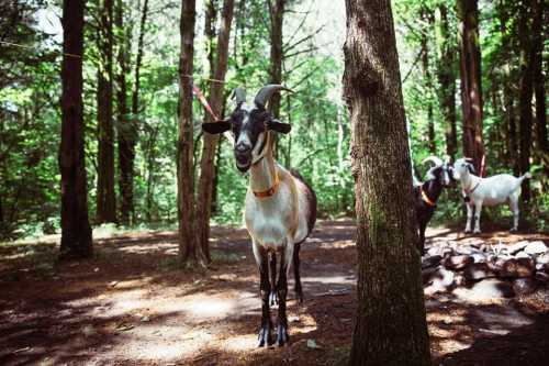 A goat stands in a forest, with another goat visible in the background, surrounded by trees and natural scenery.