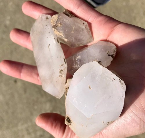 A hand holding several clear quartz crystals with some dirt on them, resting on a light-colored surface.