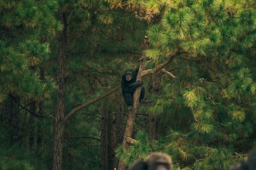 A chimpanzee sitting on a tree branch surrounded by lush green pine trees.