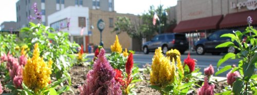 Colorful flowers bloom in a garden, with a street and buildings visible in the background.