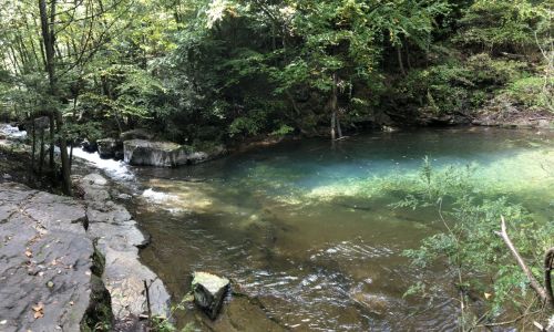 A serene forest scene featuring a clear stream flowing into a calm pool, surrounded by lush greenery and rocks.