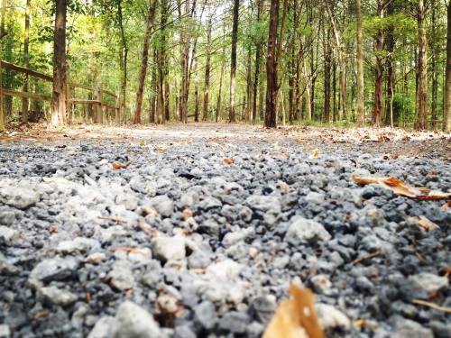 A gravel path winding through a forest, surrounded by tall trees and scattered autumn leaves.