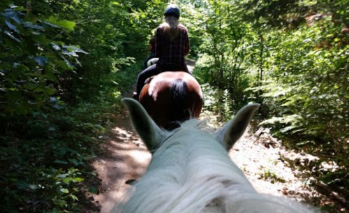 A view from a horse's back, showing a rider on a brown horse ahead, surrounded by lush green trees on a trail.