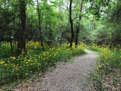 A winding gravel path through a lush green forest, lined with vibrant yellow wildflowers.