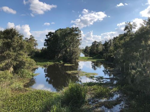 A serene wetland scene with lush greenery, reflecting clouds and trees in calm water under a blue sky.