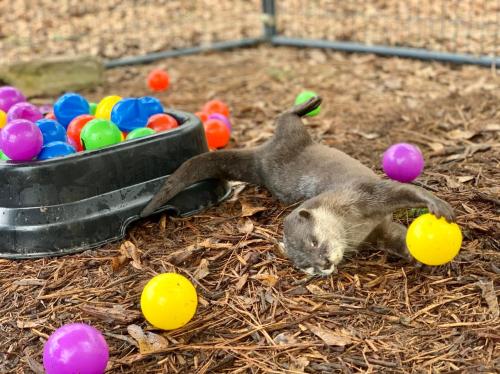 An otter plays with colorful plastic balls in a playful, outdoor setting.