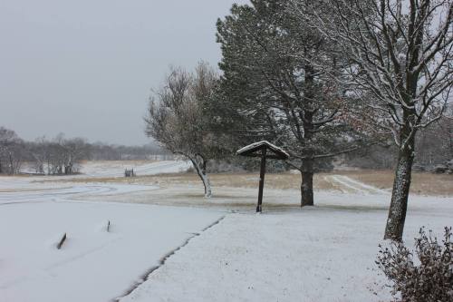 A snowy landscape with trees, a signpost, and a field in the background under a gray sky.