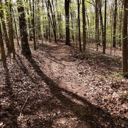 A winding dirt path through a lush green forest, with sunlight filtering through the trees and casting shadows on the ground.