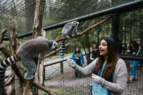 A woman feeds lemurs in a zoo, with visitors observing in the background. Trees and a cage are visible.