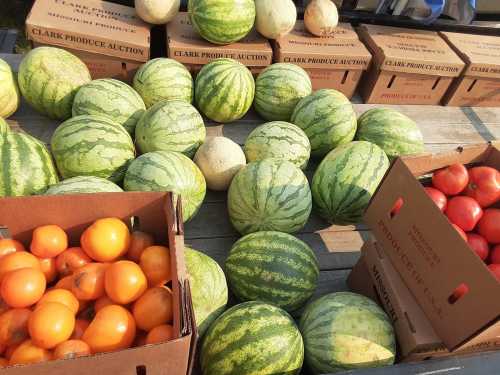 A variety of watermelons and boxes of tomatoes and oranges at a produce auction.