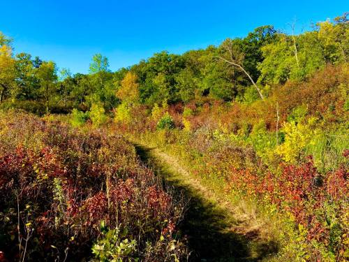 A scenic trail winding through vibrant autumn foliage and lush greenery under a clear blue sky.