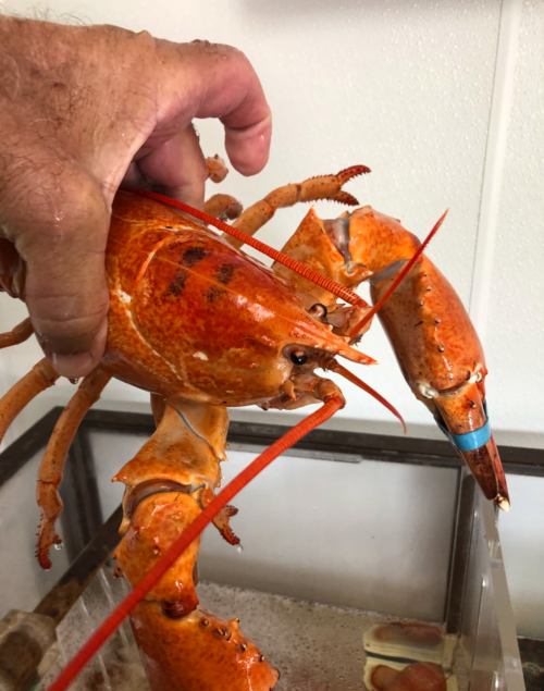 A hand holds a large, vibrant orange lobster above a tank of water.