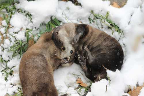 Two otters playfully wrestle in the snow, surrounded by patches of grass and fallen leaves.