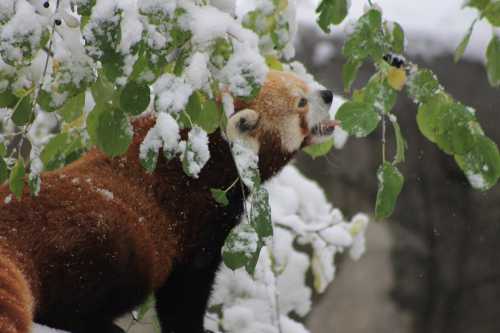 A red panda covered in snow, reaching for green leaves among snowy branches.