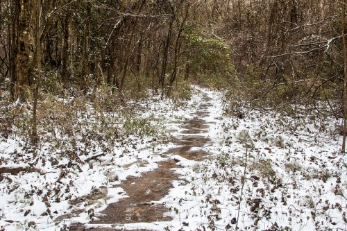 A snowy path winding through a forest, surrounded by trees and scattered leaves.