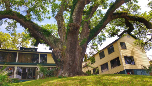 A large oak tree with sprawling branches stands beside two yellow houses on a grassy hill under a clear sky.