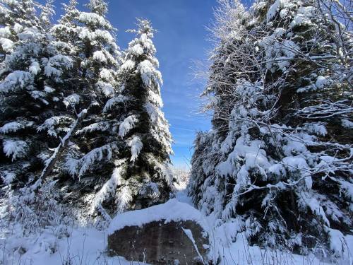 Snow-covered trees frame a clear blue sky, with a large rock partially buried in the snow below.
