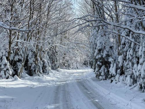 A snow-covered road flanked by trees, creating a serene winter landscape.